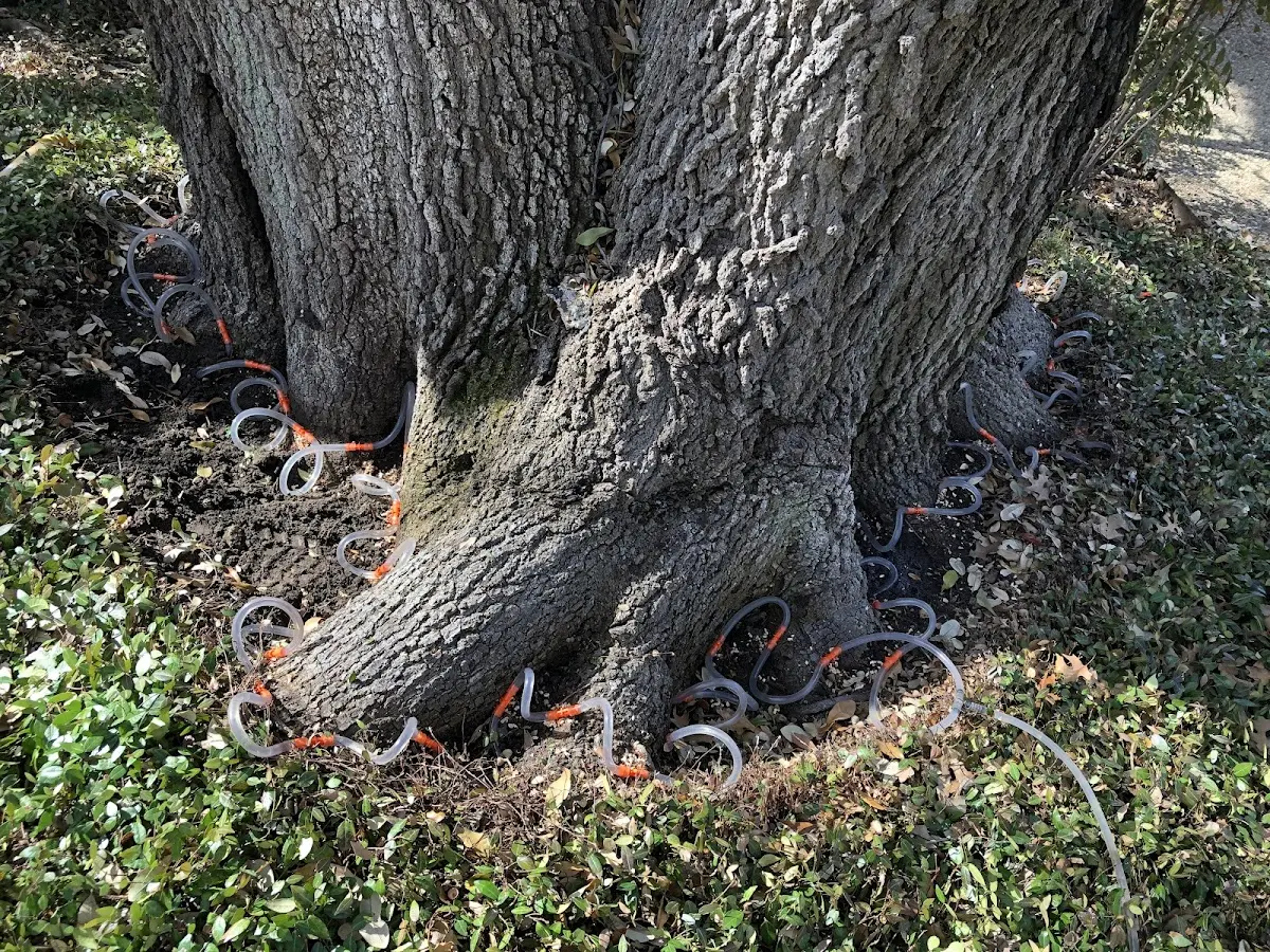 Detailed Tree Cabling and Bracing job site in Westley