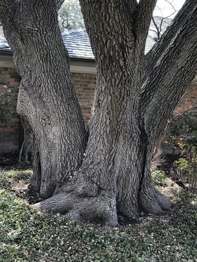 Mature heritage tree close to a Westley property cared for by certified arborists